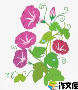 牵牛花