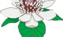 精选花朵类黑板报插图