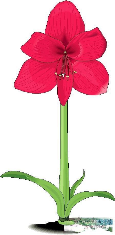 红色花朵插图