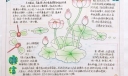 青莲手抄报版面设计图