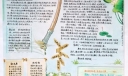 廉文化手抄报图片