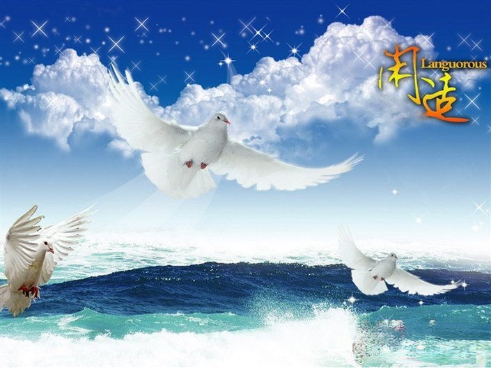 闲适的鸽子