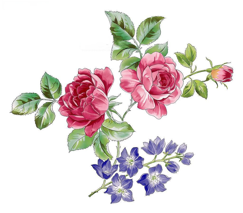 花朵素材插图大全