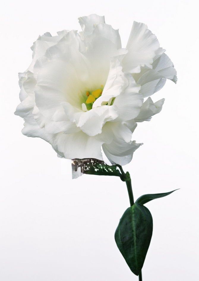 花朵素材插图大全