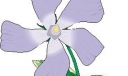五彩缤纷的花类小插图