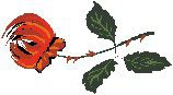 花朵类小插图欣赏