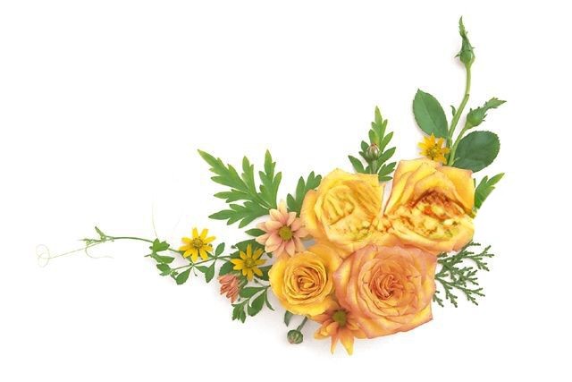花朵素材插图大全