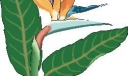 黑板报花类插图15