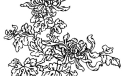 花草插画第3组-7月26日