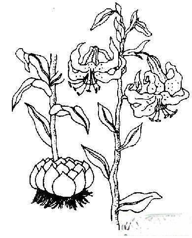 黑板报黑白版花朵类小插图