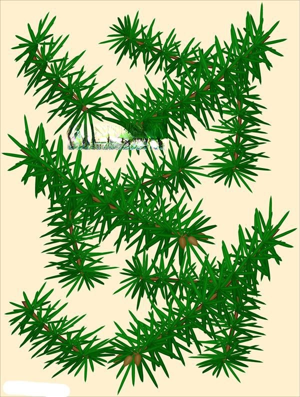 松树插图荟萃