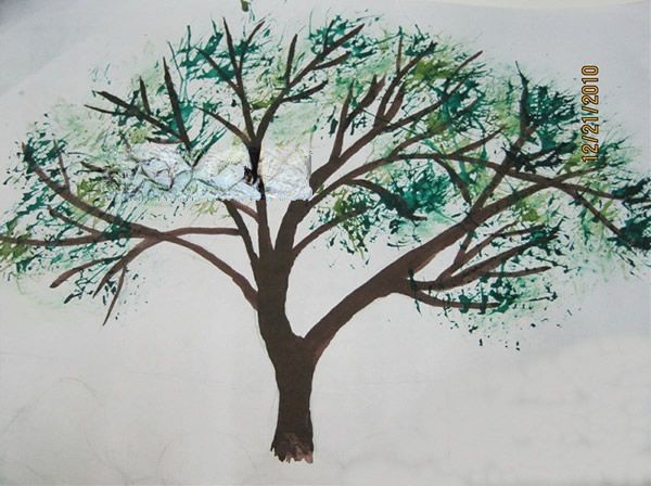 松树插图荟萃