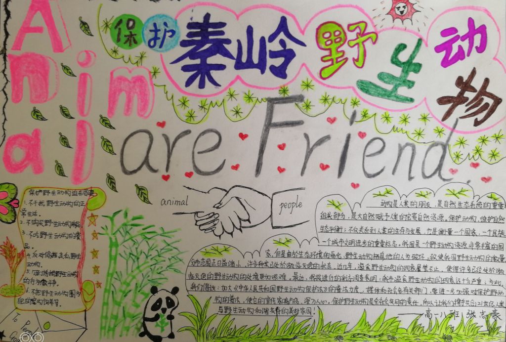 保护秦岭野生动物手抄报