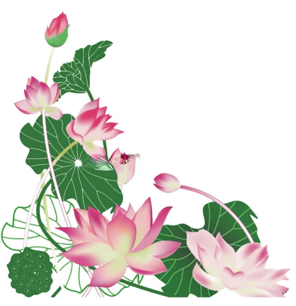荷花花边图片大全