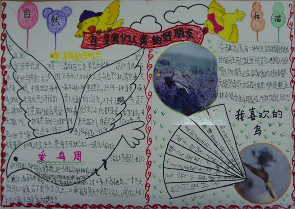 保护鸟类手抄报图片 保护鸟类手抄报图片