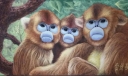 金丝猴粉笔绘画作品