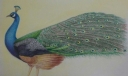 美丽的孔雀粉笔画