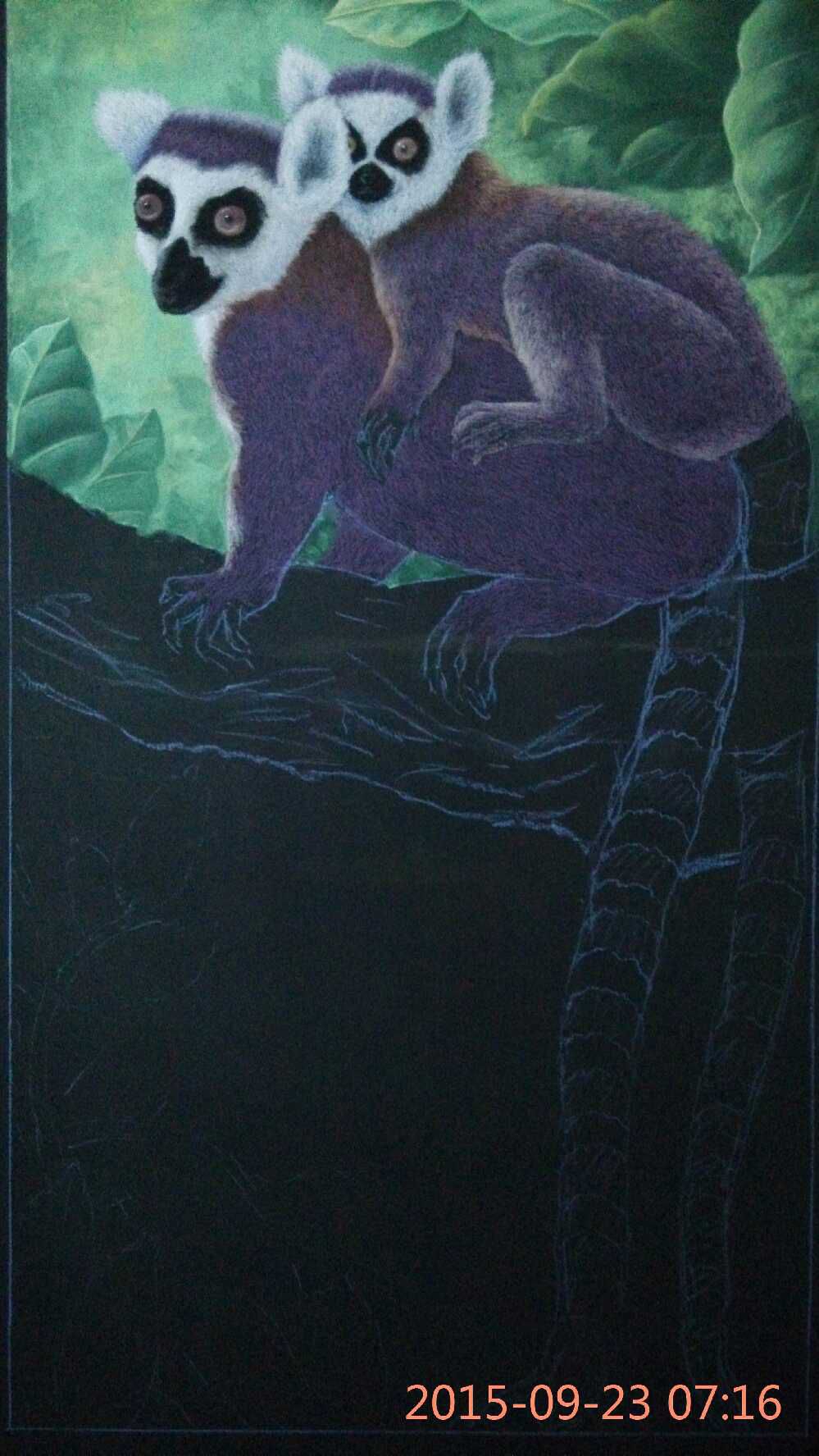 环尾狐猴粉笔画作品