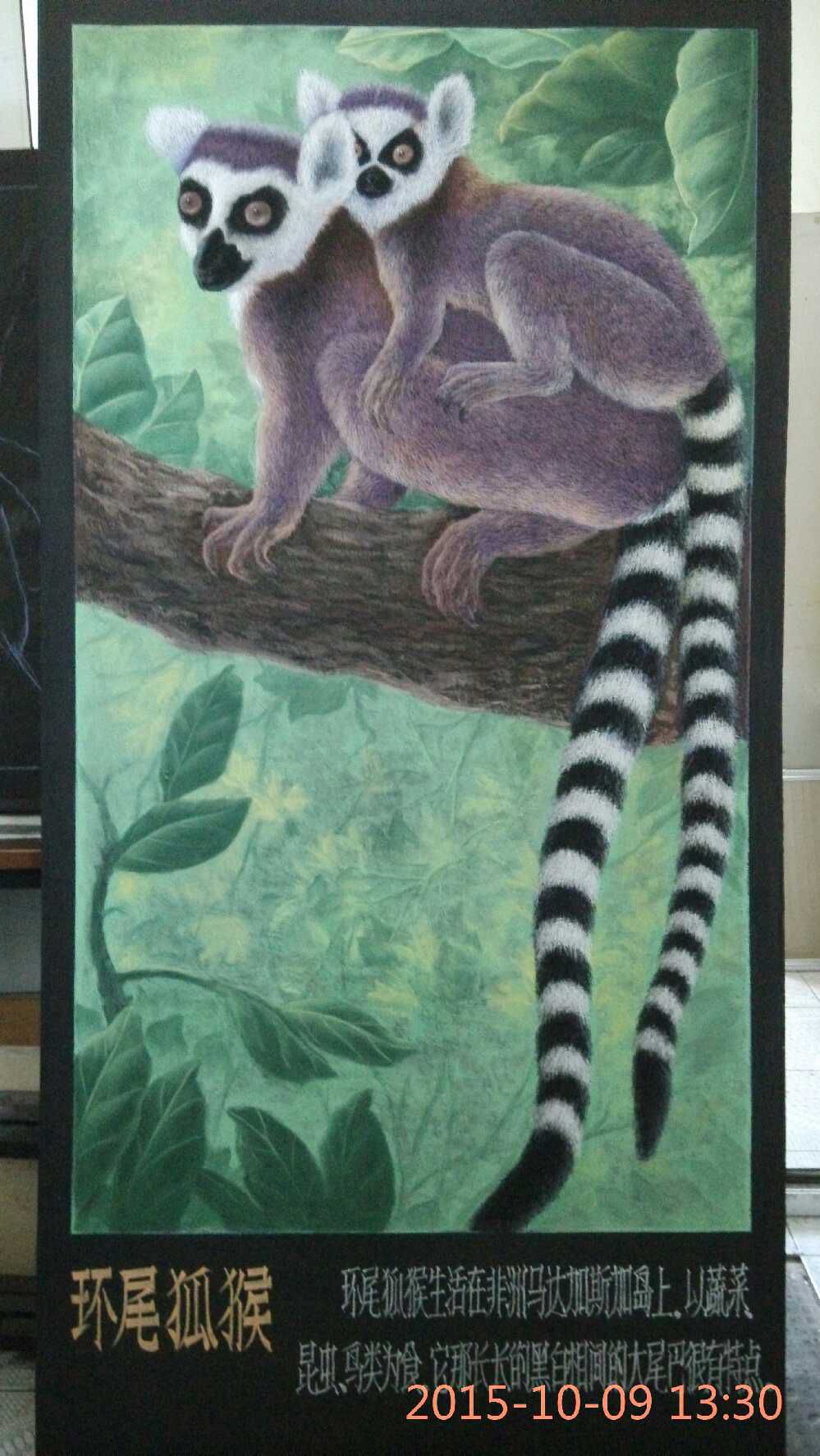 环尾狐猴粉笔画作品