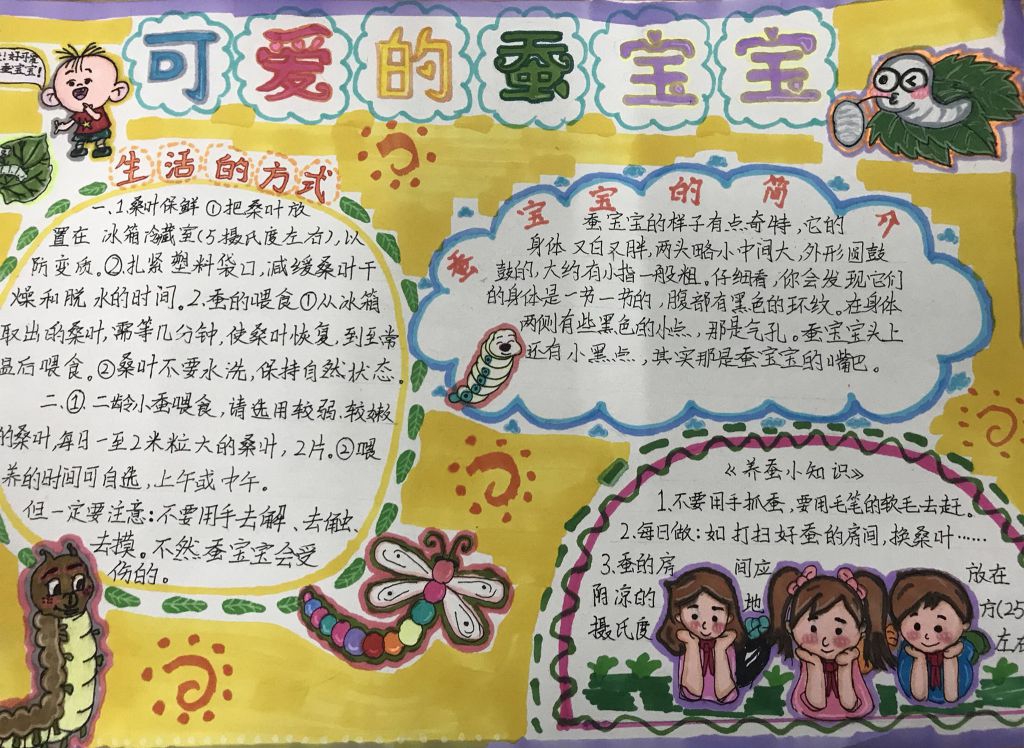 科学养蚕手抄报图片