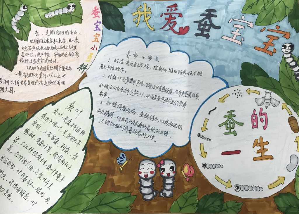 科学养蚕手抄报图片