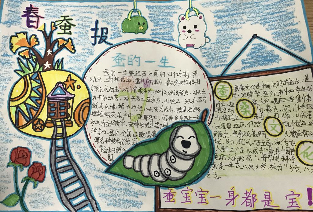 科学养蚕手抄报图片