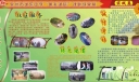 某学校“明礼诚信”课题成果展板六：实践篇