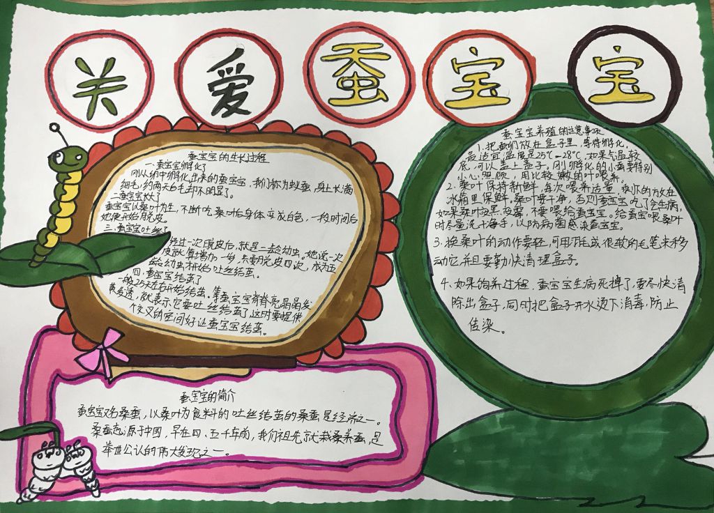 科学养蚕手抄报图片