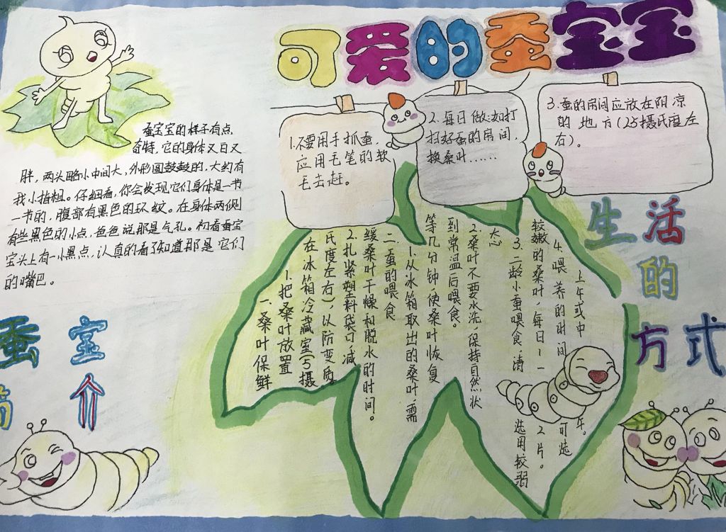 科学养蚕手抄报图片