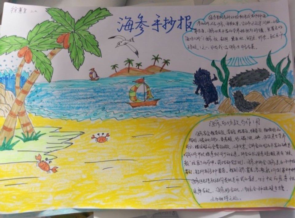 海参手抄报图片大全