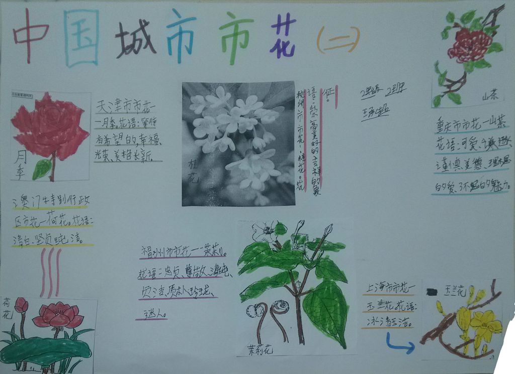 中国城市市花手抄报