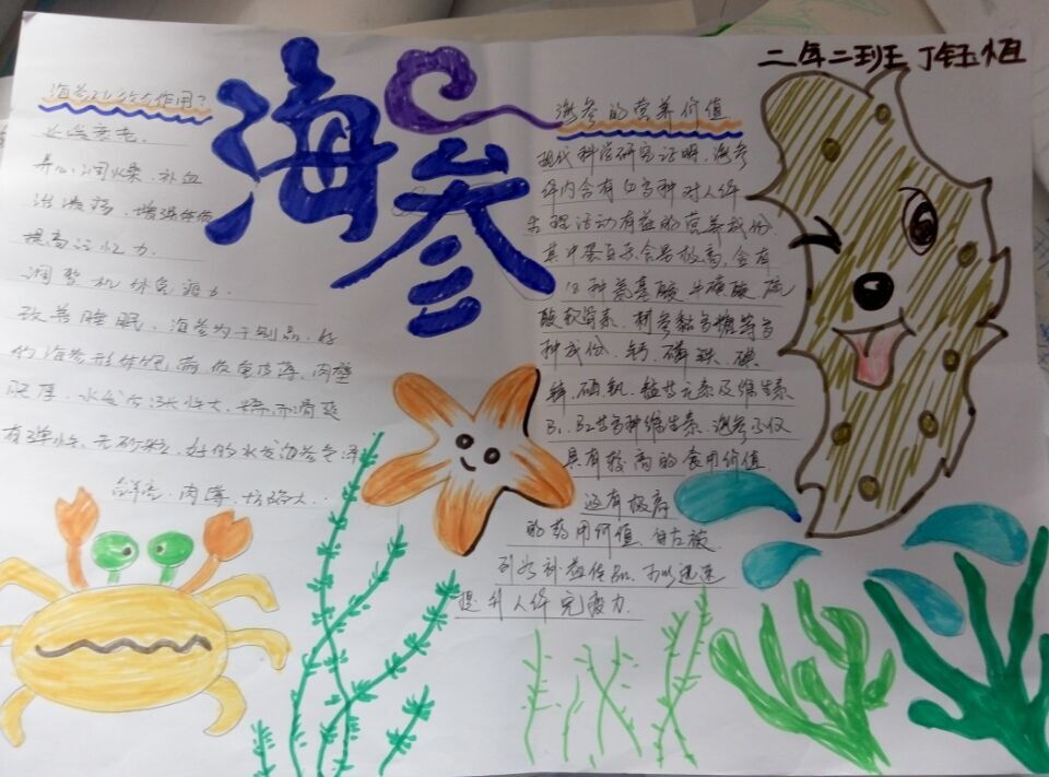 海参手抄报图片大全