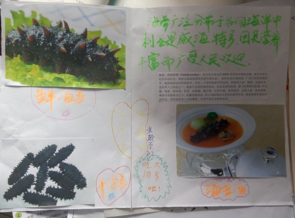 海参手抄报图片大全