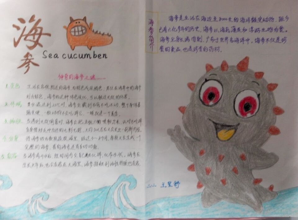海参手抄报图片大全