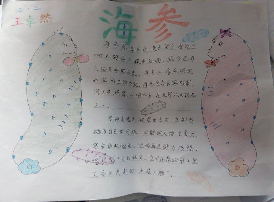 海参手抄报图片大全