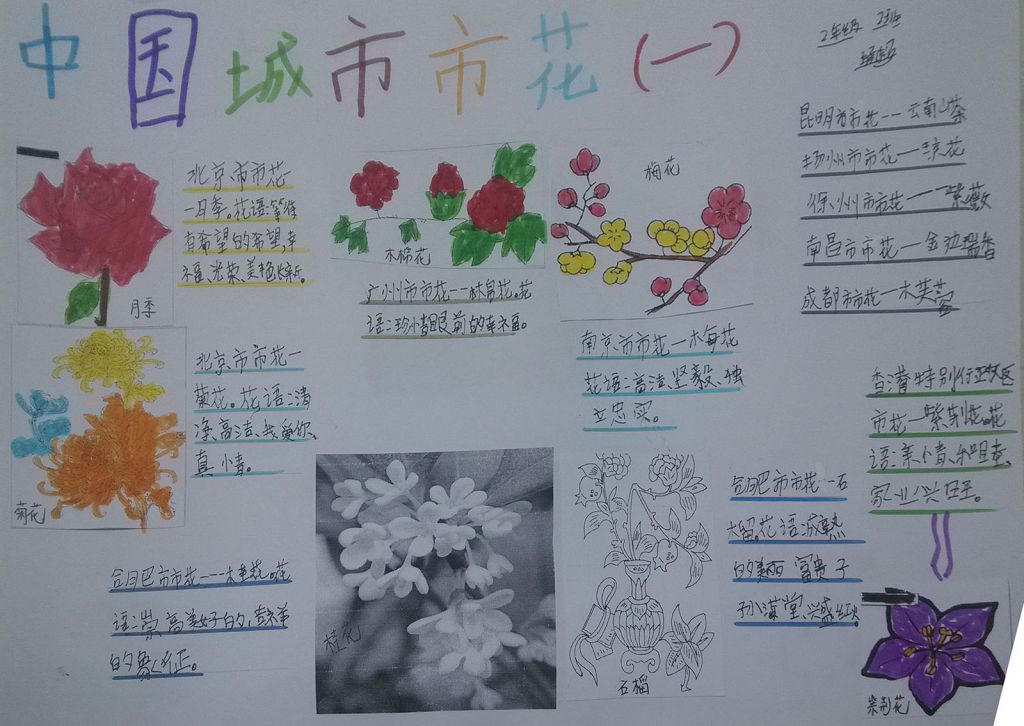 中国城市市花手抄报