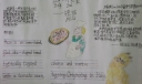 意大利美食披萨手抄报