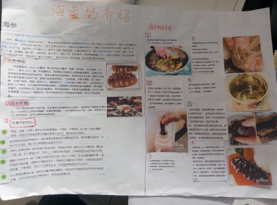 海参手抄报图片大全