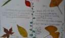 关于树叶的手抄报图片大全