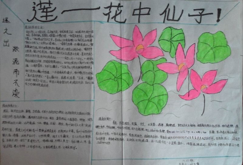 莲文化手抄报图片大全