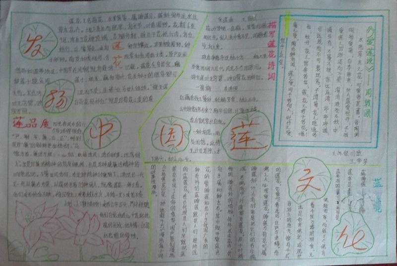 莲文化手抄报图片大全