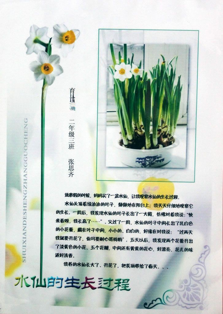 植物的生长过程手抄报 植物的生长过程手抄报