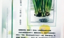 植物的生长过程手抄报