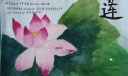 关于莲的手抄报