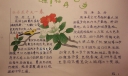 牡丹之乡手抄报图片