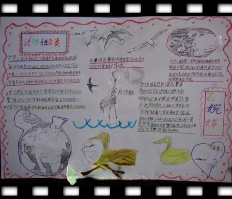 小学生走近湿地候鸟手抄报作品