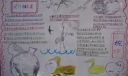 小学生走近湿地候鸟手抄报作品