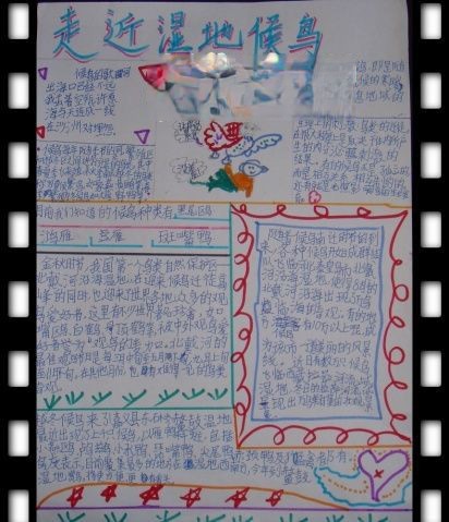 走近湿地候鸟手抄报作品