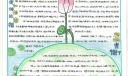 小荷手抄报版面设计图