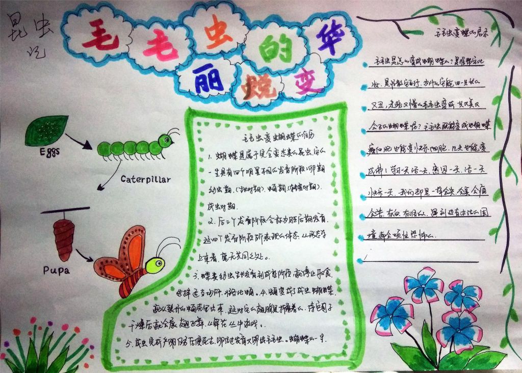 昆虫记之毛毛虫的华丽蜕变手抄报 昆虫记之毛毛虫的华丽蜕变手抄报